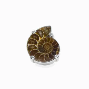 Ammonite Ring