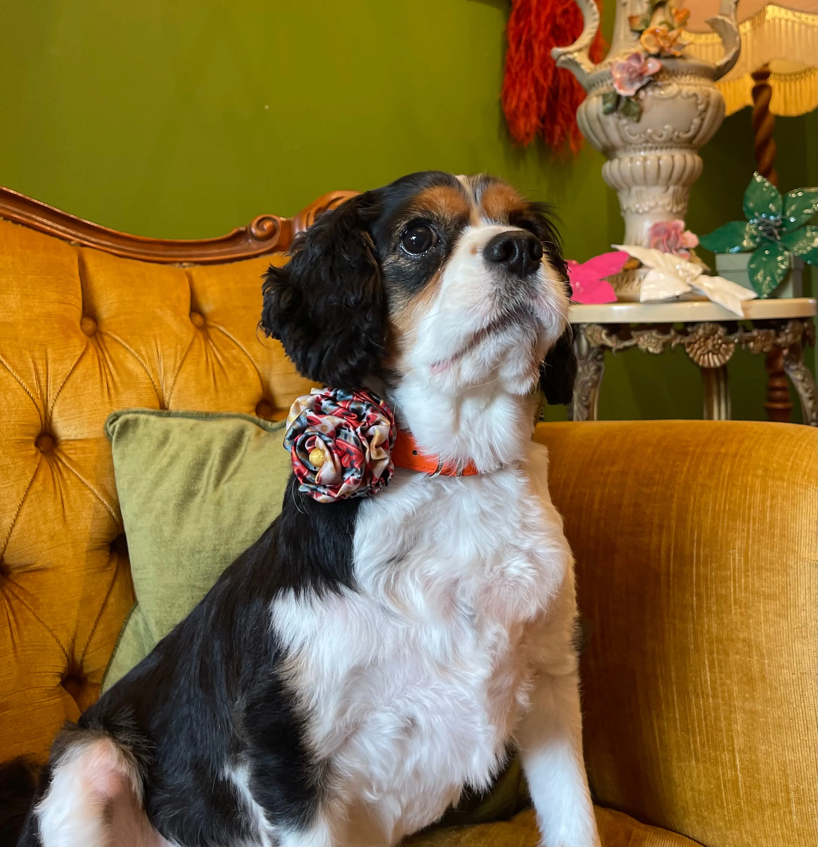 Poochella Bougainville Pet Collar